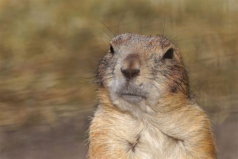 Gophers Wild Animals News And Facts
