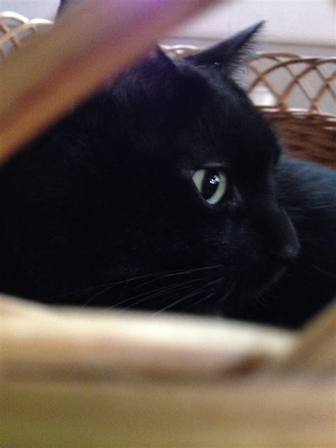 What a Calamity | Meet Pete. He's a cat.