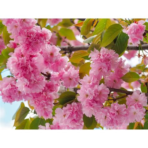 Online Orchards Ft Kwanzan Cherry Blossom Tree With Large Pink Globe Shaped Flower Clusters