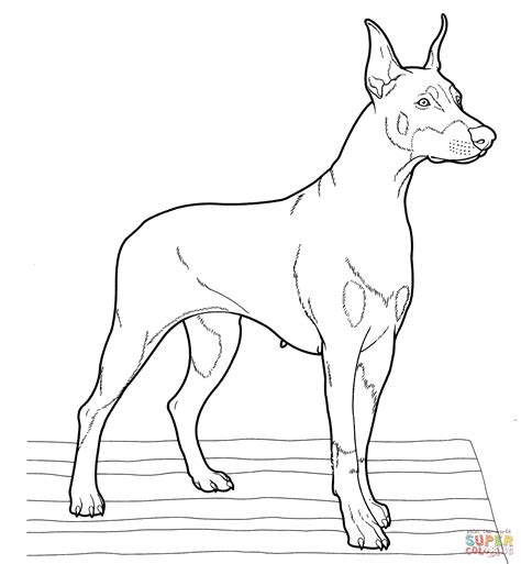 Doberman Drawing at GetDrawings | Free download