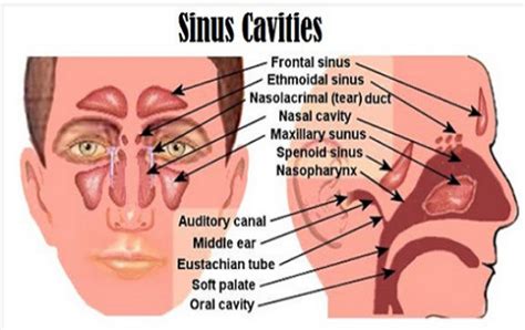 Patients may also be tested for invasive fungal sinusitis, saprophytic fungal growth, mycetoma, aspergilloma, fungus ball of the sinuses and eosinophilic mucin sinusitis to assist in confirming both a positive or negative diagnosis of afs. Sinus Infections Caused By Fungus