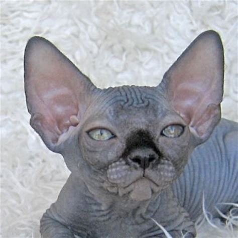 Are xoloitzcuintle/mexican hairlesses good with cats? Gallery Talialida Sphynx Cattery