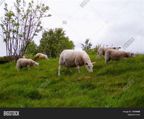 Sheep Meadow Image And Photo Free Trial Bigstock