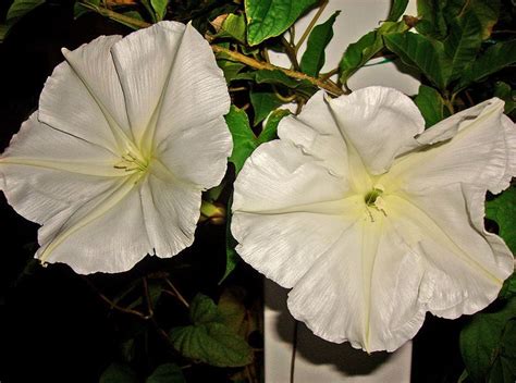 Moonflowers Grown In A Container They Only Bloom At Night And Are