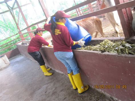 Sebelum memulai usaha peternakan kambing pe, sebaiknya peternak harus menanam rumput dan leguminosa. MJ FATONAH SDN BHD: Kursus Usahawan Ternakan Lembu ...