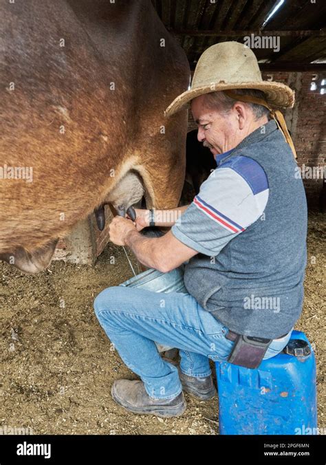 Experienced Dairy Farmer Man Milking A Cow For Milk Stock Photo Alamy