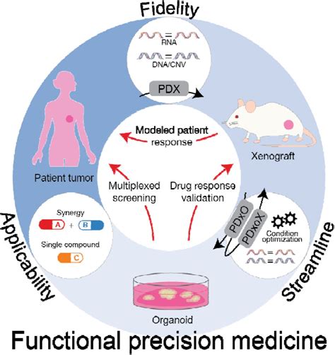 A Breast Cancer Patient Derived Xenograft And Organoid Platform For