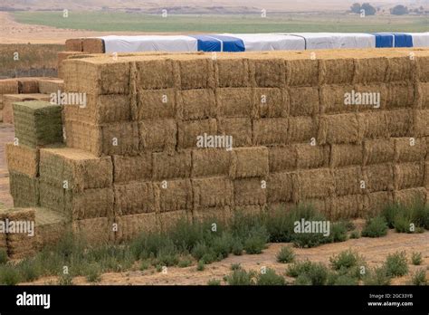Alfalfa Hay Bales Hi Res Stock Photography And Images Alamy