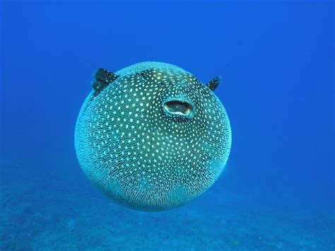 Our Friendly Puffer Fish As A Defense Mechanism Puffers Have The