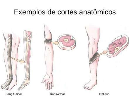 cortes anatômicos Anatomia Sistêmica