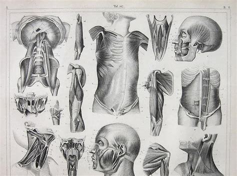 Figure Drawing Human Anatomy Antique Engravings