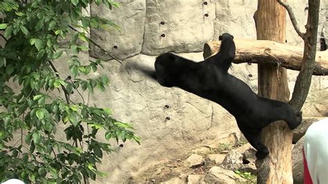 The first brown chevrolet in our paint database was in 1928, with 2 brown paint shades named in our database we found 338 offerings of brown in 88 of the 91 production years of the chevrolet. Funny Malay bear (Helarctos malayanus) in ZOO - YouTube