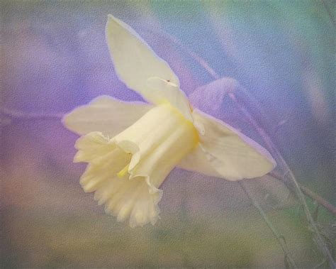 Daffodil Dreams Photograph By Deb Henman Fine Art America