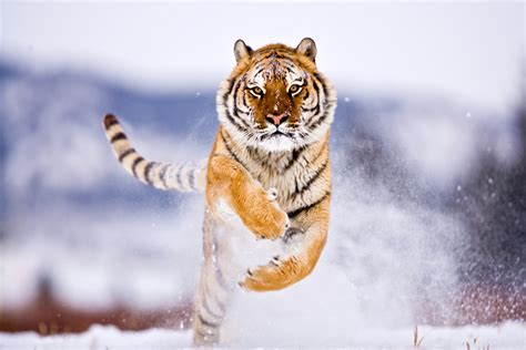Siberian Tiger 2 By Catman Suha On Deviantart