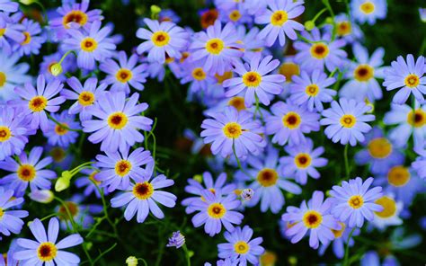 Marguerite Daisy Plants Blue Flowers Macro Photography