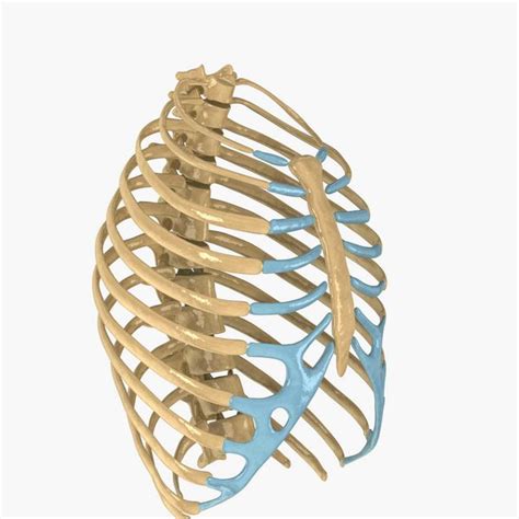 Learn vocabulary, terms and more with flashcards, games and other study tools. Rib Cage Model / female ribcage skeleton 3d 3ds : 2034 rib cage 3d models. - shantae gehl