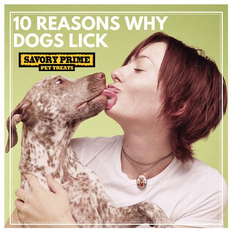 10 Reasons Why Dogs Lick Savory Prime Pet Treats