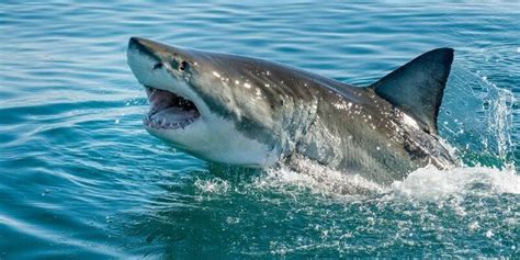 10 Most Popular Types Of Sharks Among 500 Species Of Sharks