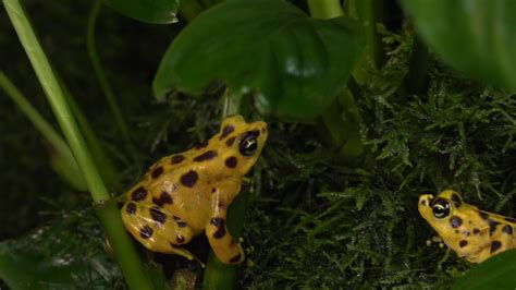 smithsonian on twitter panamanian golden frogs are native to the rainforests and cloud forests