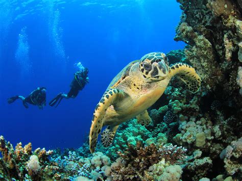 Sea Turtle Habitat Sea Turtle Facts And Information