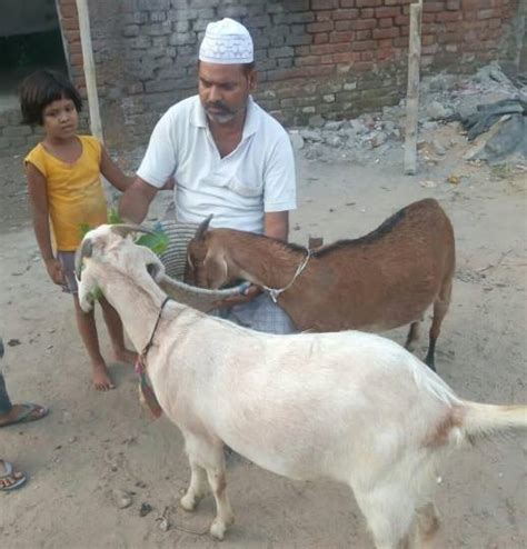 बकरीद पर कुर्बानी के लिए चल रही बकरे की खरीदारी Goats Shopping Going On For Sacrifice On