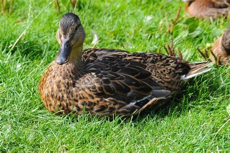 Rouen Duck Pictures Info Traits And Care Guide Pet Arenas