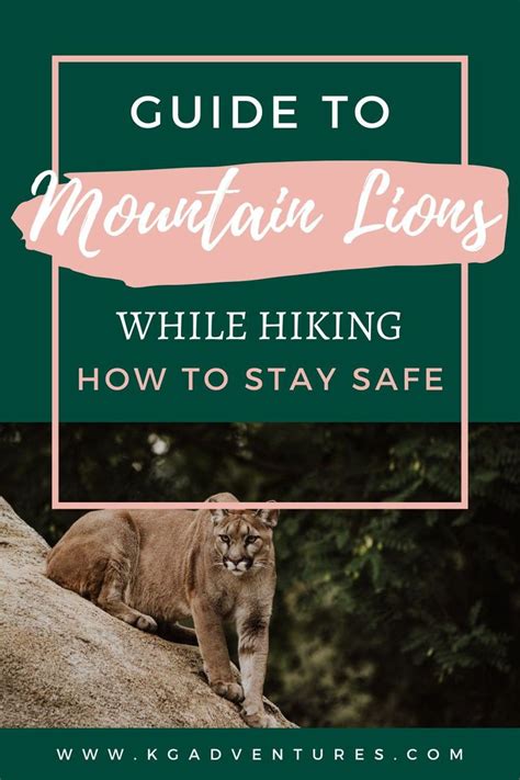 Mountain Lions And Hiking Guide To Staying Safe Mountain Lion
