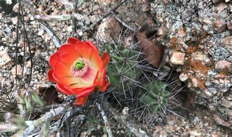 Claret cup cactus group board. Set Your Sights on Spring Colors at Enchanted Rock