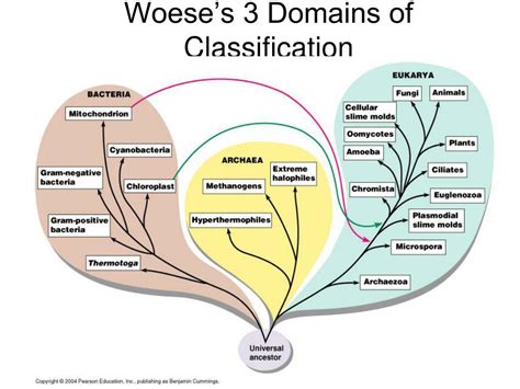 Ppt Classification Of Organisms Powerpoint Presentation Free