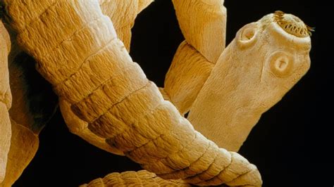 Weakness Mining For Tapeworm Drugs Bbc News
