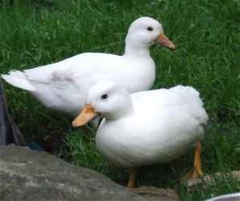 They are often called miniature ducks because these little the other thing about these ducks that makes them such a popular choice, is they are great sitters and ducklings tend to be strong. Best Duck Breeds for Home Back Garden Keepers