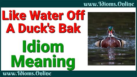 Like Water Off A Duck S Back Idiom Meaning YouTube