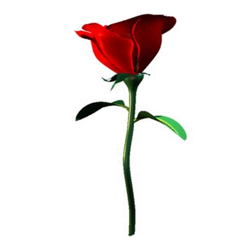 single stem rose clipart best