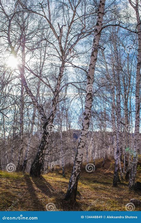 The Sun Shines On Birch Tree With Branches Without Leaves Against Blue
