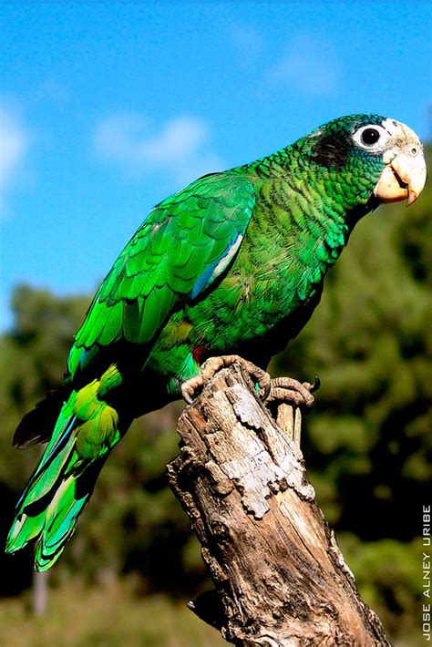Hispaniolan Parrot Amazona Ventralis Exotic Birds