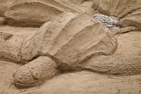 Sea Turtle Sand Sculpture So Many Of The Sand Sculptures W Flickr