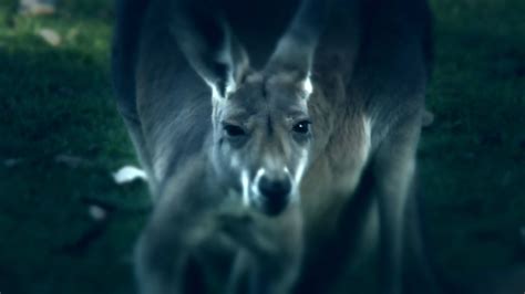 72 Opasne životinje Australije Naslovna National Geographic