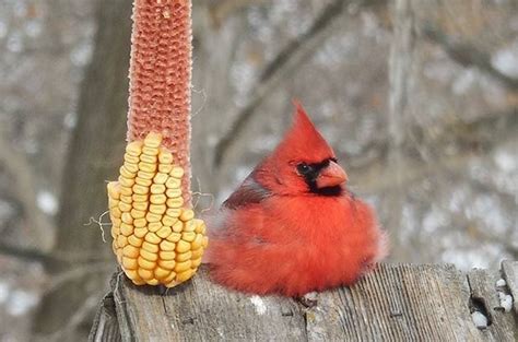 Friday Funny Photography Cardinal And Corn Birds And Blooms