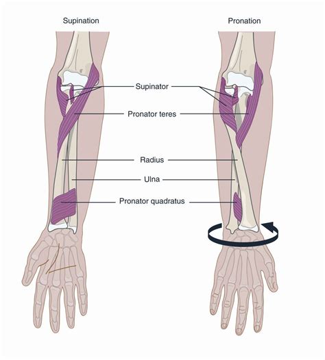 Pronation And Supination Forearm Anatomy