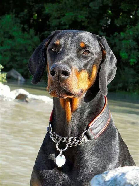 Black Natural Doberman Doberman Dogs Doberman Pinscher Dog Pet Dogs