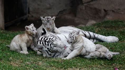 This White Tiger Is Gonna Protect Her Cubs White Tiger Mom With Her