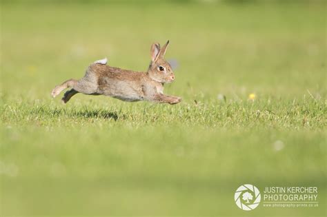 Run Rabbit Run Photography Prints By Justin Kercher