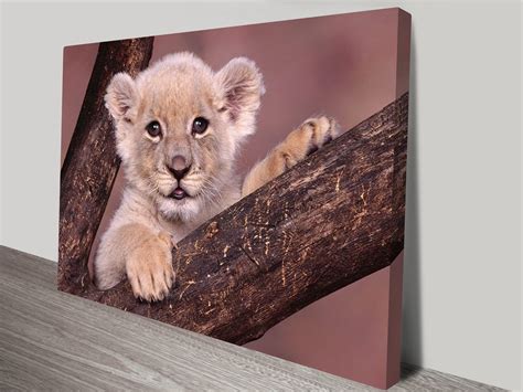 Lion Cub Animal Cute Wall Art Online Brisbane