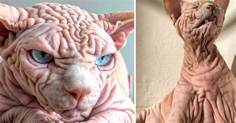 This Wrinkly Sphynx Cat Resembles A Brain But Has A Great Personality