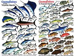 Tropical Fish Identification Guide