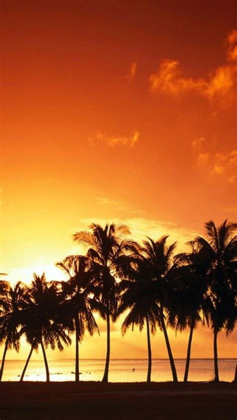 Beautiful Palm Trees Iphone Wallpapers Wallpapersafari
