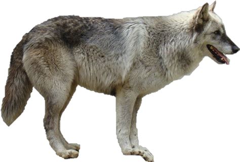 Wolf Png Transparent Image Download Size 664x450px