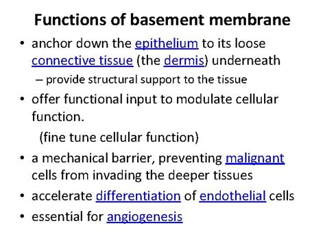 Basement Membrane Basement Membrane The Basement Membrane Is