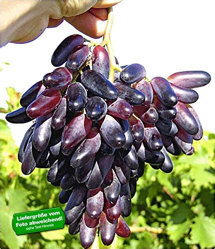 baldur garten kernlose tafel trauben ‘vanessa® weinreben rot 1 pflanze vitis vinifera