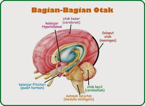 Fungsi sistem saraf manusia cara kerja dan fungsi sistem saraf manusia adalah dengan menerima informasi dalam bentuk rangsangan yang diterima bagian tubuh tertentu, memproses informasi tersebut kemudian memberi reaksi atau respon. Maria Poppy's Blog: Anatomi dan Fisiologi Sistem Saraf
